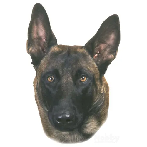 Nobby Aufkleber Malinois 2 Stück UV-beständig 120x150mm für Außenbereich