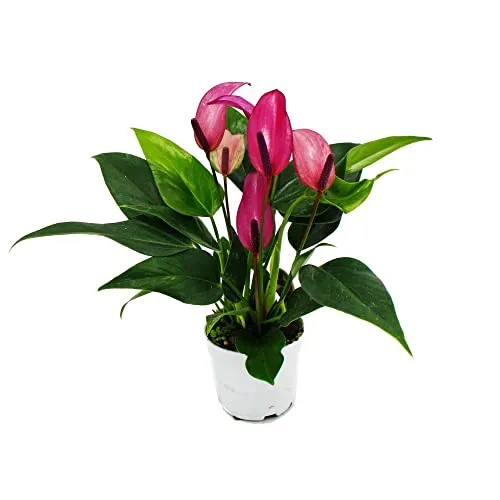 Kleine Flamingoblume Anthurium andreanum Baby-Anthurie Mini-Pflanze 7cm Topf kleinblütig lila blühend Zizou