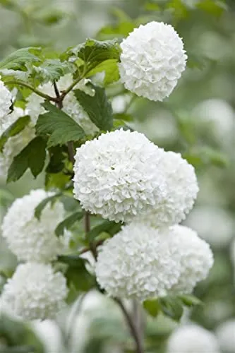 Viburnum opulus 'Roseum' - Bienenfreundlicher Schneeball mit weißen Blüten - Schneeball (100-125 cm) mit üppigen, schneeweißen Blütenbällen, ideal für Hecken und gemischte Rabatten. Pflegeleicht und winterhart bis -20 °C, zieht Bienen und Schmetterlinge an.