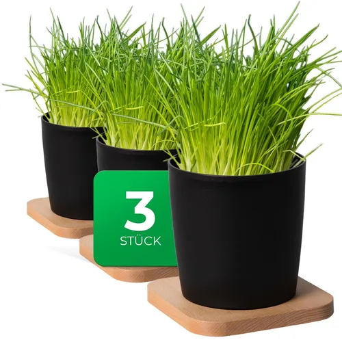 Novaliv Stilvolle 3er Set Kräutertopf mit Holzunterlage - Garten-Zubehör für frische Küchenkräuter: Mit diesem eleganten Set bringen Sie Basilikum, Minze und mehr direkt auf Ihre Fensterbank – ideal für jeden Kräutergarten in der Küche.