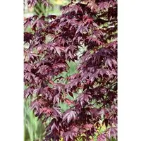 Japanischer Ahorn Acer palmatum 'Shojo nomura' - Ziergehölz mit intensiver Rotfärbung, ideal für elegante Gartenakzente und als Solitärpflanze.