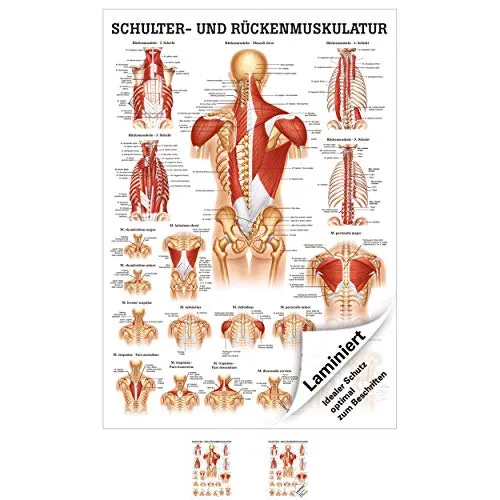 Schulter- und Rückenmuskulatur Mini-Poster Anatomie 34x24 cm med. Lehrmittel