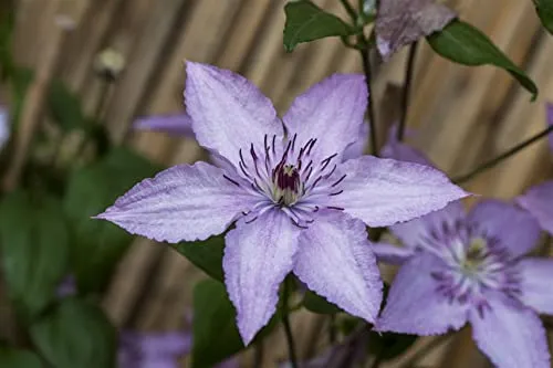 Clematis 'Hagley Hybrid' 40-60 cm – Winterhart, Mehrjährig, Pflegeleicht – Waldrebe – Kletterpflanze für Pergola & Rankhilfe