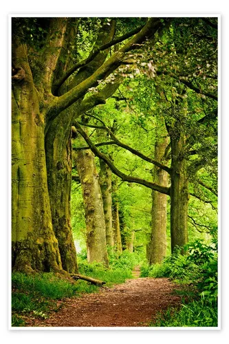 Posterlounge Wandbild Schöne Frühlingsfarben in einem Wald, Editors Choice, erhältlich als Poster, Leinwandbild, Wandsticker oder Acrylglasbild