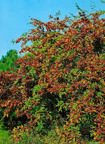 Cotoneaster watereri ‘Cornubia’ - Zierstrauch für jeden Garten - Die Großfrüchtige Felsenmispel ist ein eleganter Zierstrauch mit glänzendem Laub und leuchtend roten Beeren. Ideal als Solitär oder Sichtschutz, pflegeleicht und stadtklimafest.