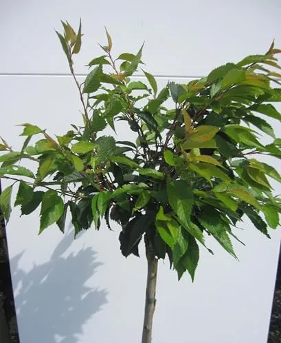 Hochstamm Rosa Winterkirsche Autumnalis von Baumschule