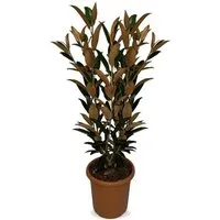 Sunny-Tree Magnolia Grandiflora Alta 110-120 cm – Elegante Magnolie mit duftenden Blüten
