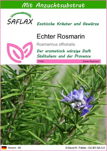 SAFLAX Kräutersamen SAFLAX - Samen und Substrat - Echter Rosmarin