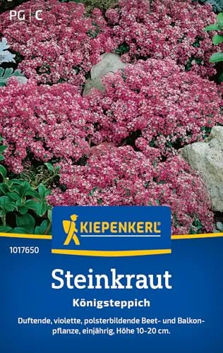 Kiepenkerl Steinkrautsamen Königsteppich 1017650 - Einjährige Blumensamen mit einer Wuchshöhe von 10 bis 20cm und Inhalt für 80 Pflanzen - Saatgut