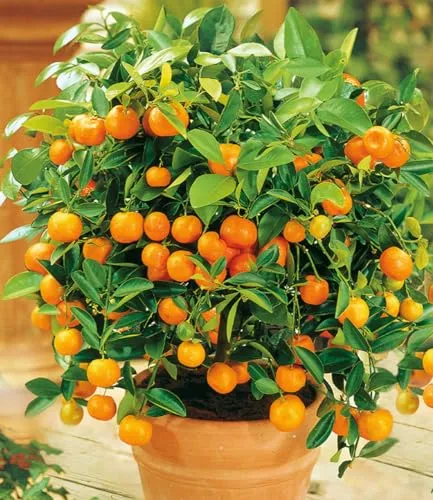 BALDUR Garten Orangen-Bäumchen im 12 cm-Topf - Schönes Orangen-Bäumchen mit essbaren Früchten. Ideal für sonnige Standorte, pflegeleicht und perfekt für die Terrasse oder den Balkon.