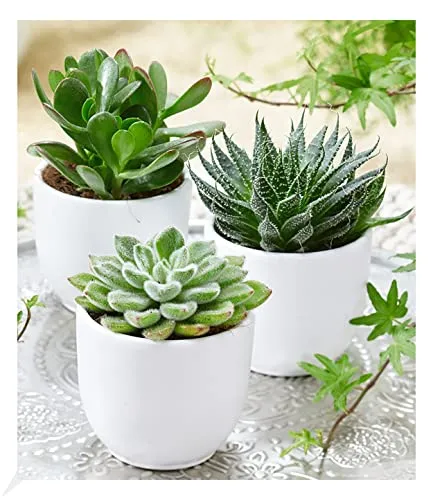 BALDUR Garten 3er Sukkulenten-Mix, Pflanzen im 6 cm-Topf, exotische Zimmerpflanzen, Grünpflanzen, mehrjährig - frostfrei halten, pflegeleicht & trockenheitstolerant, Wasserbedarf gering