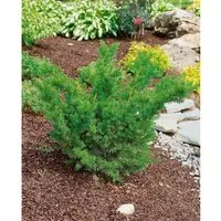 Produktbild Taxus media 'Farmen'