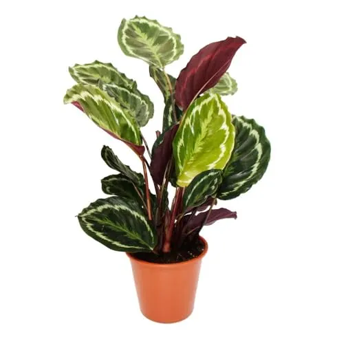 Exotenherz Calathea roseapicta 