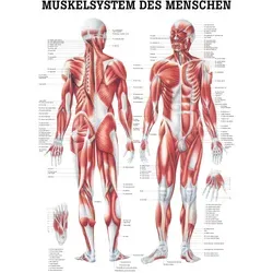 Muskelsystem Mini-Poster Anatomie 34x24 cm medizinische Lehrmittel, Nicht Laminiert