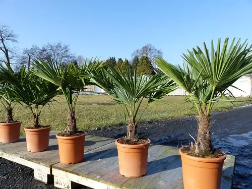 Hanfpalme Trachycarpus fortunei 80-100 cm - Winterhart und Robust - Baumsamen & -pflanzen: Winterharte Hanfpalme in Premiumqualität, ideal für Gärten, mit kräftigen Stämmen und voll durchwurzelt. Höhe 80-100 cm, perfekt für jede Gartengestaltung.