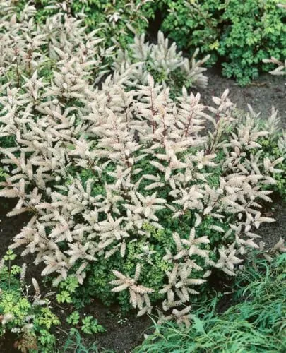 Aruncus aethusifolius 'Johannifest' ca. 11x11 cm Topf - Zwerg-Geißbart, weiße Blüten, Blütezeit Juni-Juli, ideal für schattige Beete, pflegeleicht, winterhart