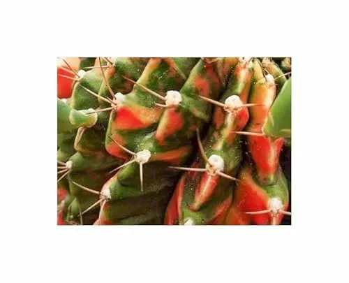 Stk - 5x Gymnocalycium mihanovichii Cristata Variegata Kaktus Pflanzen - Samen ID1718 - Seeds & Plants Shop by Ipsa
