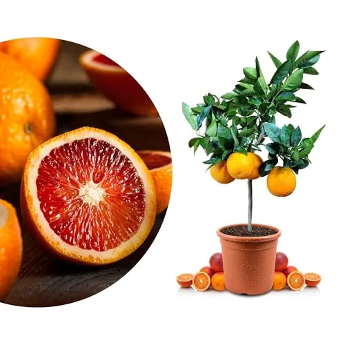 Blutorangenbaum Moro Mezzo von Meine Orangerie