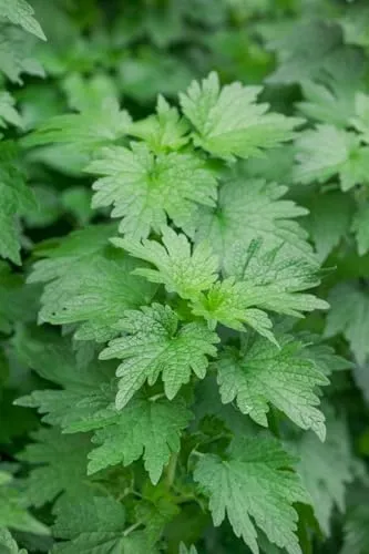 Leonurus cardiaca 9x9 cm Topf – Winterhart, Mehrjährig & Pflegeleicht – Herzgespann – Kräuterpflanze für Kräutergarten & Beet