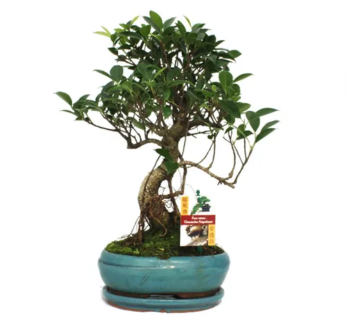 Exotenherz Bonsai Chinesischer Feigenbaum - Ficus retusa - ca. 8 Jahre - Zimmerpflanze: Ein einzigartiger Bonsai für Anfänger und Profis, liebevoll von Hand gestaltet und ca. 28 cm hoch. Ideal für helle Fensterplätze und bringt Leben in Ihr Zuhause.