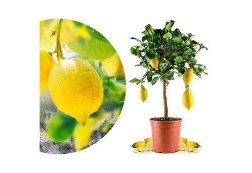 Meine Orangerie Amalfi Zitronenbaum Mezzo in gelb von Meine Orangerie