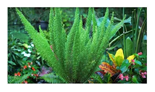 Stk - 5x Asparagus densiflorus Meyersii Meyers Zierspargel Pflanzen - Samen B721 - Seeds & Plants Shop by Ipsa