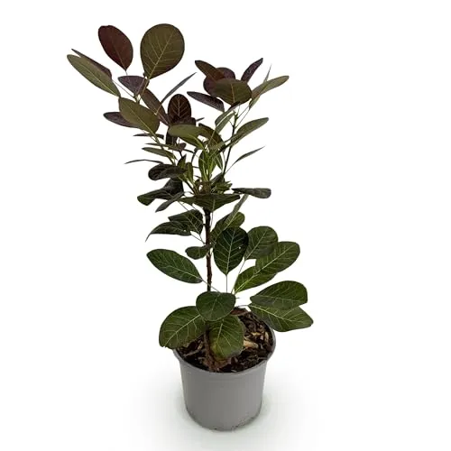 GreenboutiQ - Gartenpflanze - Cotinus coggyria Royal Purple - Lila - 1 Pflanze - Laubabwerfend - Wenig Pflege - Topf 12cm Höhe 35cm