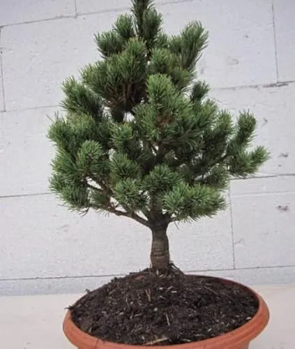 Pinus parviflora Hagoromo von Baumschule