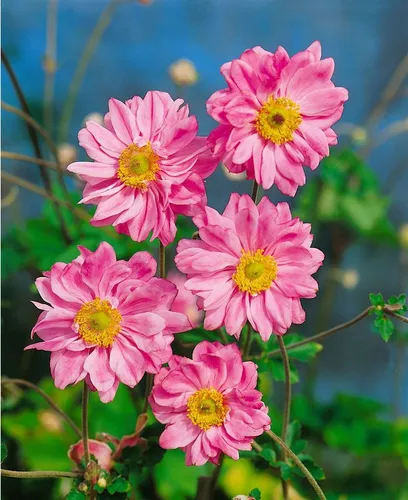 Pflanzen für Dich Staude Anemone jap. Bressingham Glow, 1 St., Japanische Herbstanemone, Herbstanemone