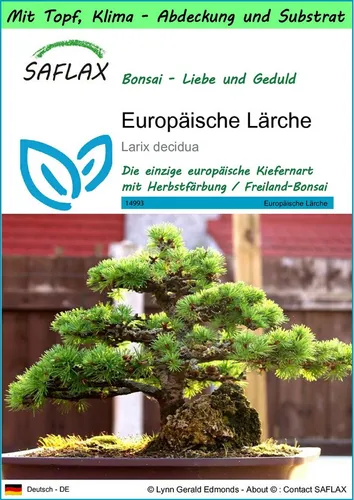 SAFLAX Blumensamen SAFLAX - Garden to go - Europäische Lärche