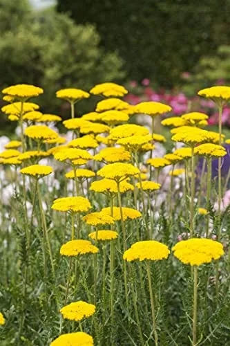 Achillea filipendulina 'Cloth of Gold' 9x9 cm Topf – Winterhart, Mehrjährig, Pflegeleicht – Schafgarbe – Staude für sonnige Beete & Rabatten