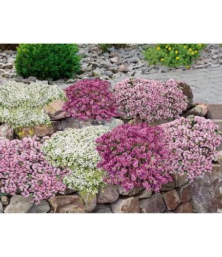 BALDUR Garten 18er Bodendecker-Set Thymian - Pflegeleichte Bodendecker im 9x9 cm-Topf, winterhart und trockenheitsresistent, ideal für Beet & Naturgarten. Locken Bienen und Insekten an mit intensivem Duft.