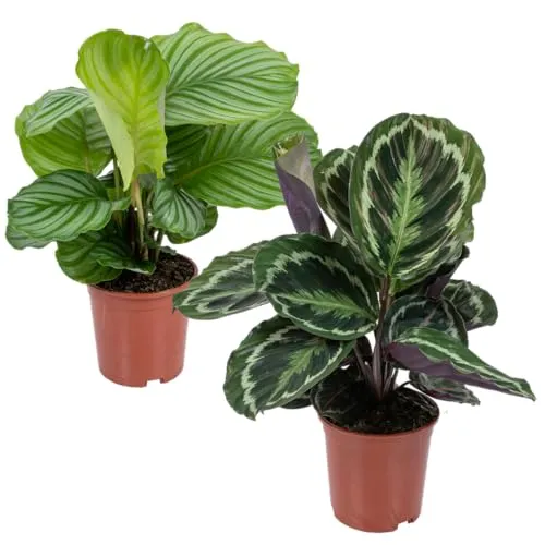 Bloomique - 2er-Set Calathea - Medaillon und Orbifolia - Pfauenpflanze - Zimmerpflanzen - Luftreinigend - Tierfreundlich - 40-50 cm Hoch - Topf 14 cm
