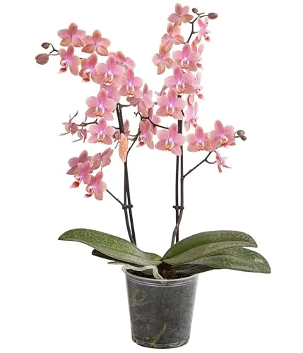 Dehner Schmetterlingsorchidee, Phalaenopsis cultivars - Pflegeleichte Zimmerpflanze, 30 cm inkl. 12 cm Topf, ideal für helle Standorte und verbreitet einen einzigartigen Duft im Wohnraum.