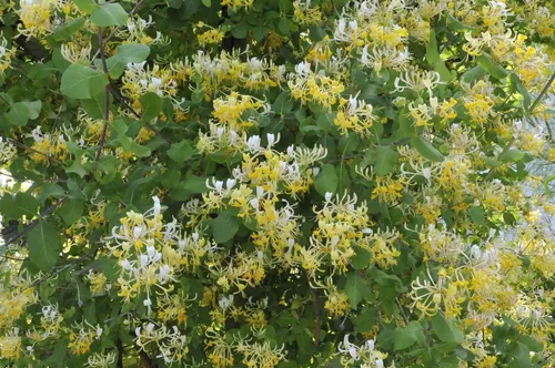 Kletterpflanze Lonicera japonica 'Halliana' - Japanisches Geißblatt - Kletterpflanze, duftende, cremeweiße Blüten, zieht Bienen und Schmetterlinge an, pflegeleicht und winterhart, ideal für Zäune und Pergolen.