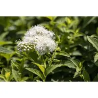 Spiraea Japonica Albiflora Japanische Strauchspiere 30-40 cm