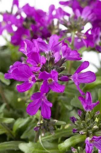 Pflanzen für Dich Staude Arabis bleph., 1 St., Rosa Gänsekresse