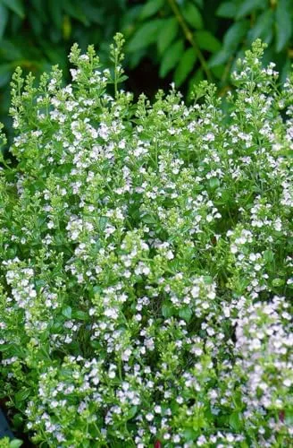Calamintha nepeta 'Weißer Riese' 9x9 cm Topf – Winterhart, Mehrjährig, Pflegeleicht – Bergminze – Staude für Beet & Rabatten