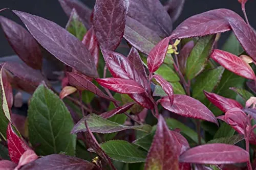 Leucothoe fontanesiana 'Little Flames' 20-30 cm – Winterhart, Immergrün, Pflegeleicht – Traubenheide – Zierstrauch für Kübel & Beet