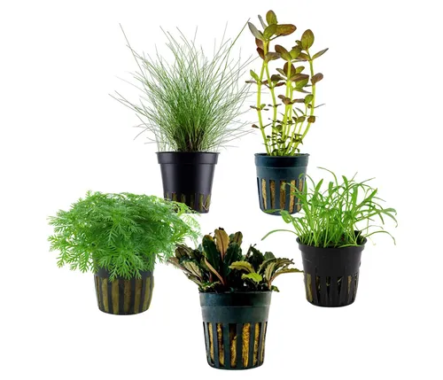 Dehner Aqua Aquarienpflanzen Set, 5-teilig für Einsteiger - Das Dehner Aqua Aquarienpflanzen Set bietet fünf pflegeleichte Pflanzen für den Vorder- und Mittelbereich Ihres Aquariums. Bringen Sie mit unterschiedlich hohen und farbenfrohen Arten Leben in Ihre Unterwasserlandschaft!