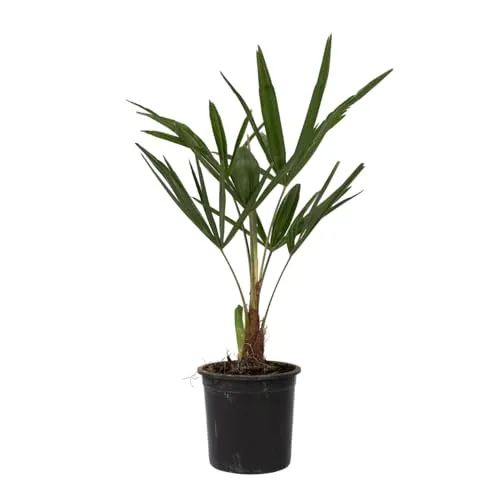 Plant in a Box - Trachycarpus Fortunei - Asiatische Fächerpalme - Winterharte Palme - Topf 15cm - Höhe 35-45cm