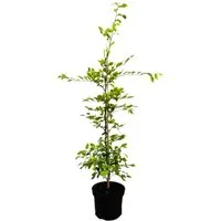 Produktbild Carpinus betulus 80-100 cm 3 Liter Topf