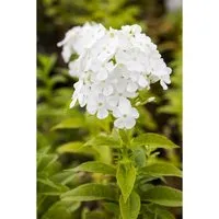 Phlox paniculata 'Fujiyama' – Weiße Flammenblume im Topf - Elegante Sommerstaude mit reinweißen Blüten, ideal für Beete und Kübel. Erfreut von Juli bis September mit leuchtenden Akzenten und harmonischem Wuchs.