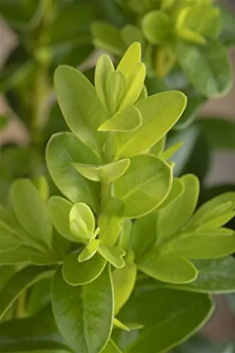 Buxus microphylla 'Faulkner' 20-25 cm - Buchsbaum, immergrün, ideal für Hecken und Kübel, schnittverträglich, pflegeleicht und winterhart