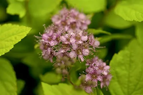 Spiraea japonica 'Goldflame' 15-20 cm - Japanische Spiere, rosarote Blüten, Blütezeit Juni-August, ideal für Beete, pflegeleicht und winterhart