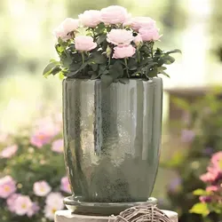 Blumen Pflanz Topf