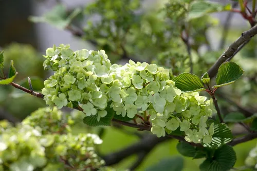 Pflanzen für Dich Gehölze Viburnum plicatum Rotundifolium, 1 St., Japanischer Schneeball