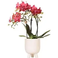 Exotenherz Rote Phalaenopsis Orchidee im Gummitopf Travertin - Garten-Zubehör: Wunderschöne rote Phalaenopsis Orchidee in einem eleganten Gummitopf, ideal für ein stilvolles Interieur und bringt Farbe in Ihr Zuhause.