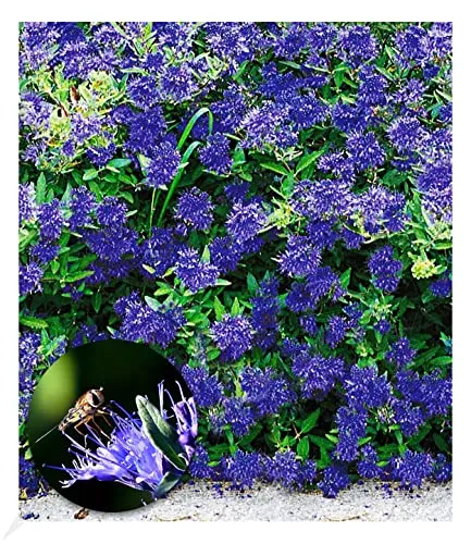 BALDUR Garten Zierstrauch Bartblume 'Blauer Spatz®' - Winterharter Zierstrauch für sonnige Standorte, reichblühend von August bis September, ideal für Gartenliebhaber.