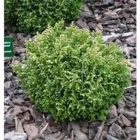 Gelbgrüne Zwergscheinzypresse 20-25cm